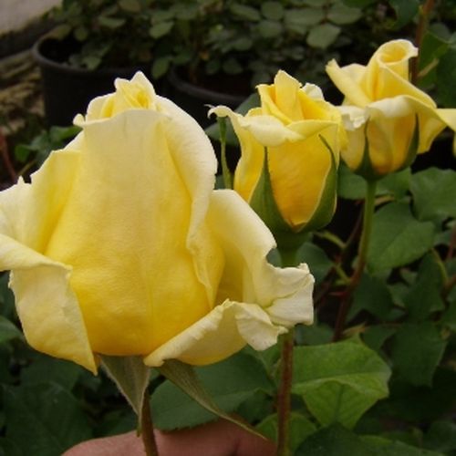 Rosa Royal Gold - galben - Trandafir copac cu trunchi înalt - cu flori teahibrid - coroană curgătoare